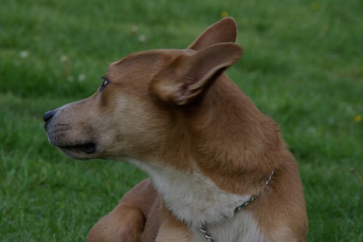 what can you give a puppy for diarrhea what can you give a for diarrhea hubpages what can you give a puppy for diarrhea what can you give a for diarrhea hubpages