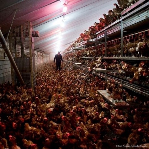 Cage-free egg farm