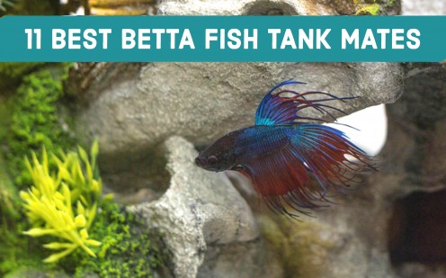 11 Best Betta Fish Tank Mates 11 Best Betta Fish Tank Mates