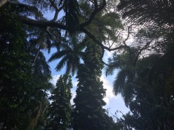 Florida's Plants and Their Magical Properties