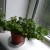 A thriving Ivy on my bathroom windowsill. Despite the small pot it is easily able to grow big in a few months. Luckily it is easy to prune back.