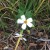 Spanish needles can be found all over the place in Central and Western Florida! Spanish needles can be found all over the place in Central and Western Florida!