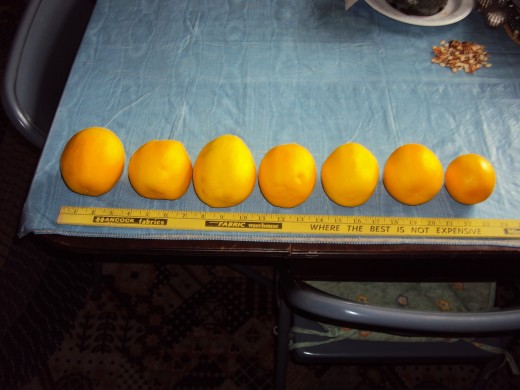 These are a few of the lemons we grew indoors this winter from two small lemon trees.  Note the size of these.