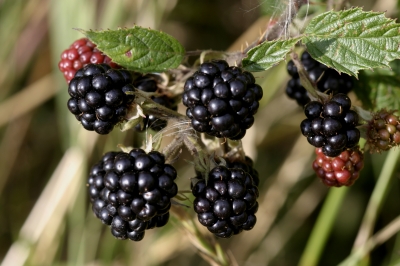 Blackberries or Brable Raspberries. [From photographer Tom Curtis on FreeDigitalPhotos.net] 