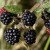 Blackberries or Brable Raspberries. [From photographer Tom Curtis on FreeDigitalPhotos.net] 