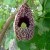 The Dutchman's Pipe Vine is also a native vine to Florida and is a host plant to butterflies. The Dutchman's Pipe Vine is also a native vine to Florida and is a host plant to butterflies.
