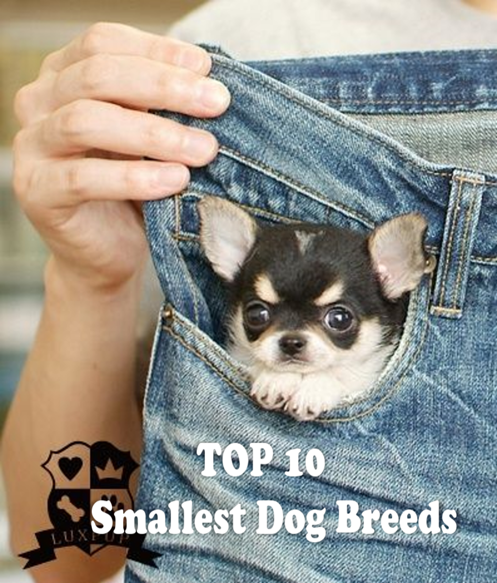 Top 10 Smallest Dog Breeds | HubPages
