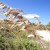 Sea oats protect the seashore and will also protect you and your home! Sea oats protect the seashore and will also protect you and your home!