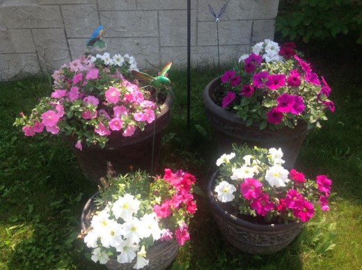 Home flower Containers with a welcome sign. Patunias transferred to containers from the flower beds.