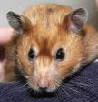  Here she is 'Whiskers' the cute teddy bear hamster.