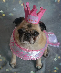 Princess pug cheers you on, we're almost done! :D