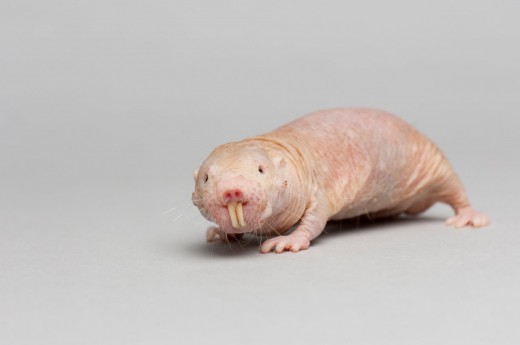 The naked mole rat
