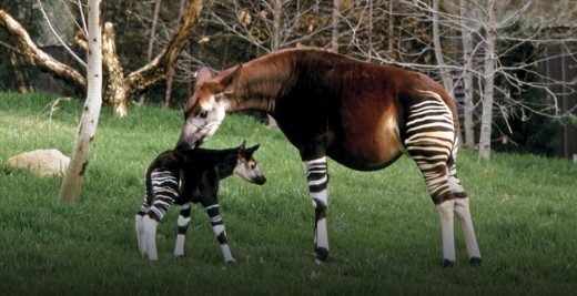 The okapi and its youngling