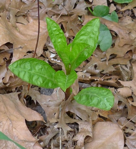 How to Identify, Harvest, and Prepare Pokeweed and Poke Sallet | Delishably