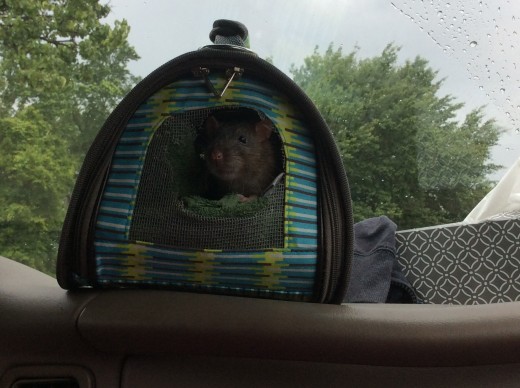 Scabbers the cutie pie in his carrier. He is perched on the car dashboard at a stoplight.