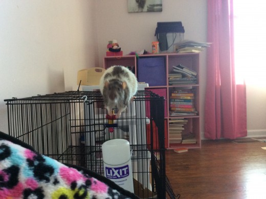 Templeton, getting ready to leap from the top of his cage to the chair where I am sitting