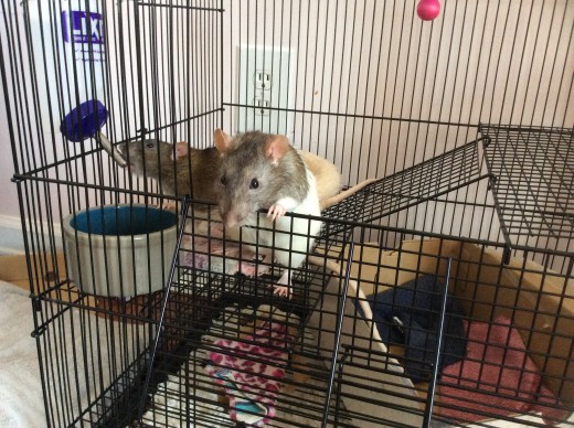 Scabbers (behind Templeton) is a smarty, getting into his cage willingly to get a drink of water while his brother faithfully waits for him