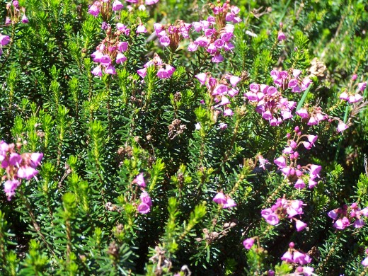Spring flowers welcome the travelers