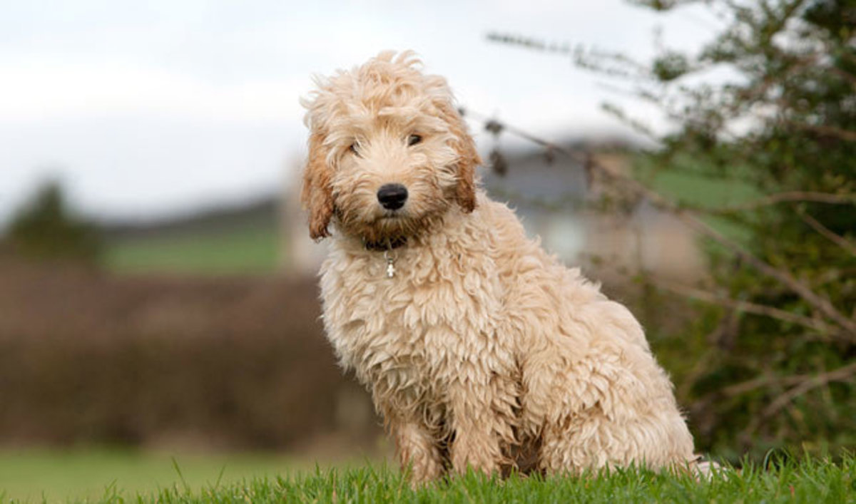 10 Most Popular Poodle Mix Dog Breeds HubPages