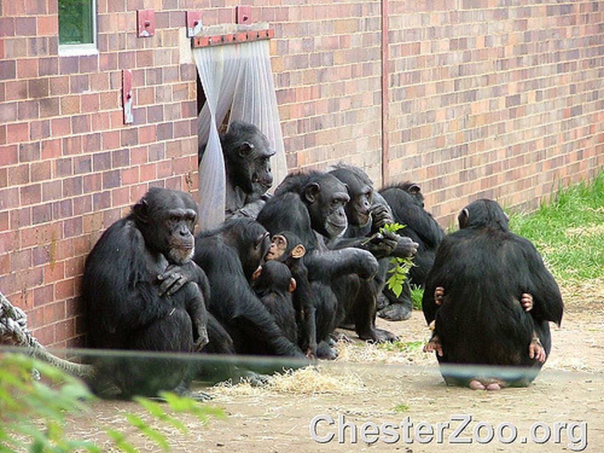 Chimps playing a waiting game