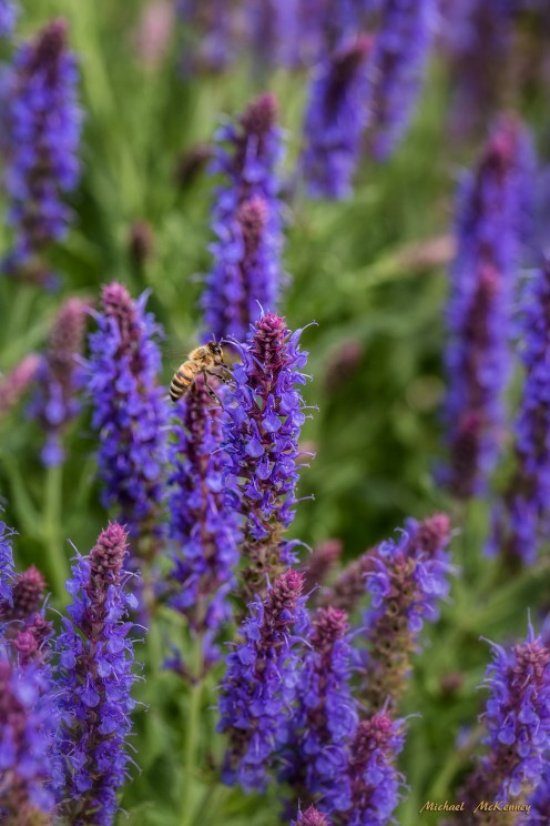 Bees love lavender, and so will you!