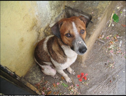 Cute, Sad Dog