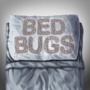 BedBugsNC profile image