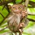 Tarsier Tarsier