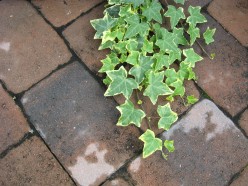 Fairy Gardens: The Best Groundcovers To Attract Fairies