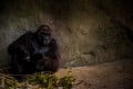 Haunted Zoo and the Silverback Gorilla