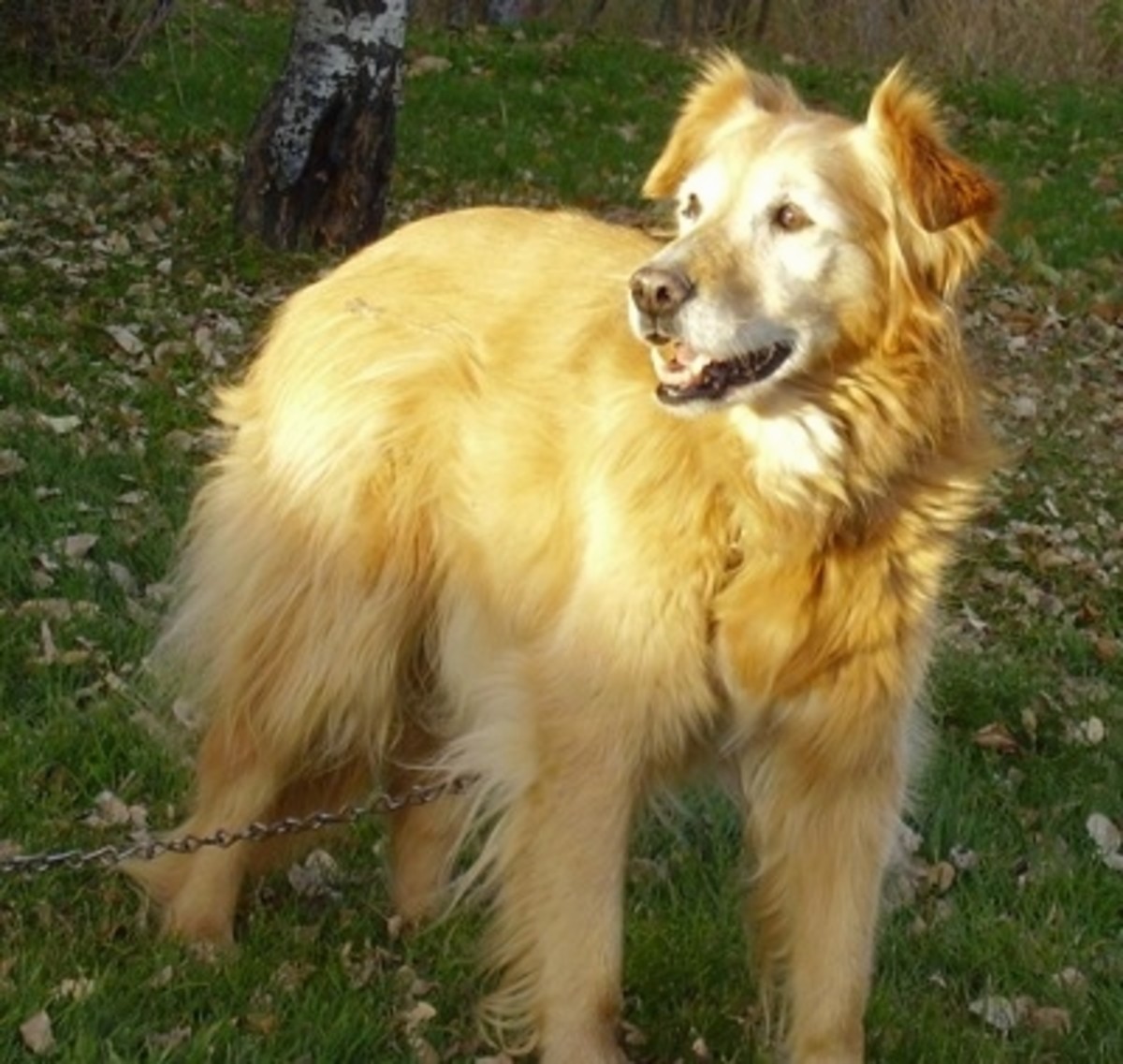 10 Most Popular Golden Retriever Mix Dogs HubPages