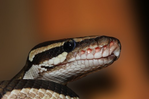 Ball python capable of squeezing the life out of almost every living thing.