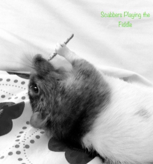 Scabbers Playing the Fiddle