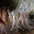 Fairies are thought to be land spirits, potentially gods, that were demonized during the Dark Ages. Fairies are thought to be land spirits, potentially gods, that were demonized during the Dark Ages.