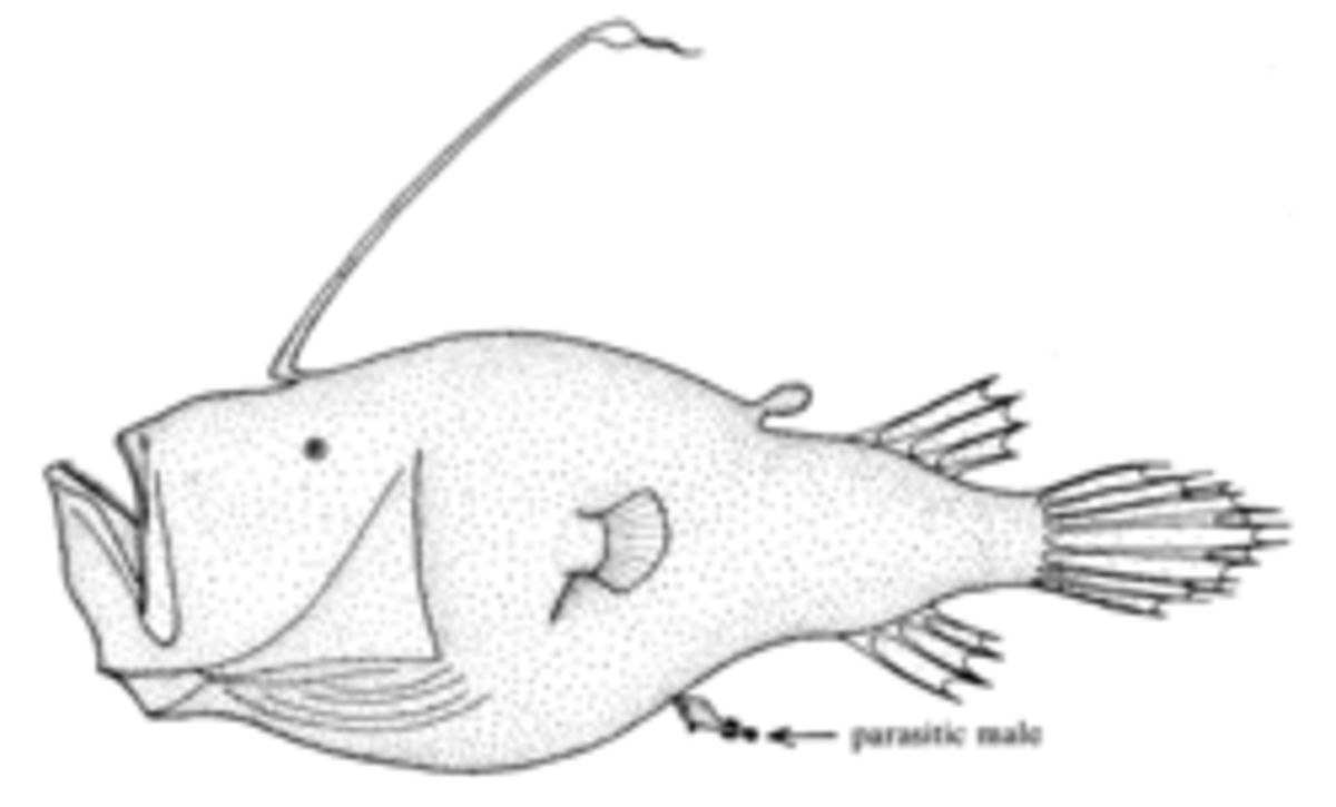 Female angler fish with attached male (arrow) photo from: http://en.wikipedia.org/wiki/Anglerfish 