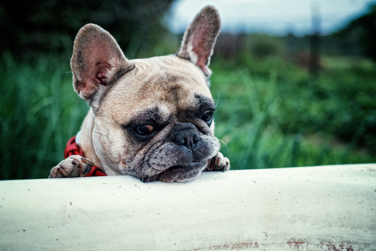 What You Need to Know About Feeding Your French Bulldog