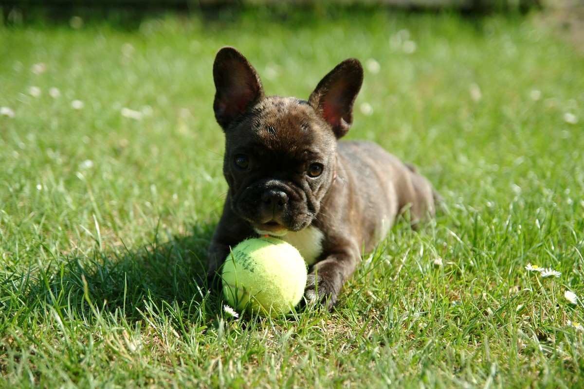What You Need to Know About Feeding Your French Bulldog ...