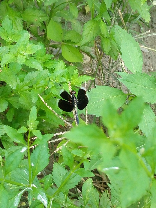 A Widow Skimmer at my Grandma's Garden.