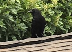 Crow on the Roof (A Poetic Parody)