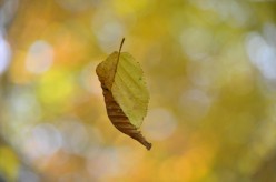 Leaf (Sonnet)