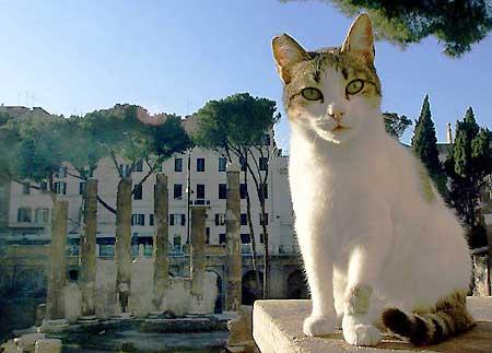 Cat sits amongst the ruins.