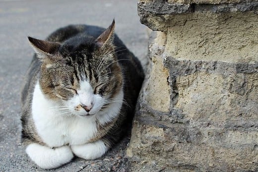 sleeping cat next to a Roman wall