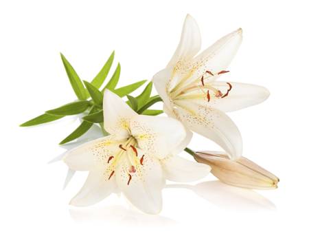 Lily- The Flower of Devotion and Purity