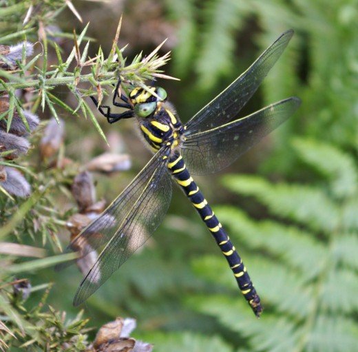  A Golden-ringed Dragonfly 