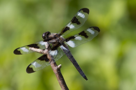 A Twelve-Spotted Skimmer