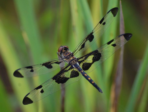 A female Banded Pennant