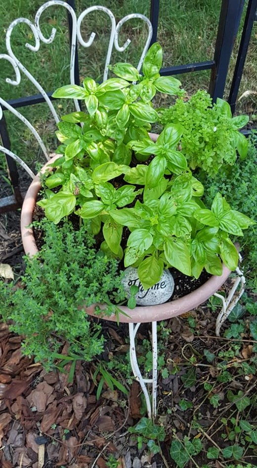 Basil and Thyme 