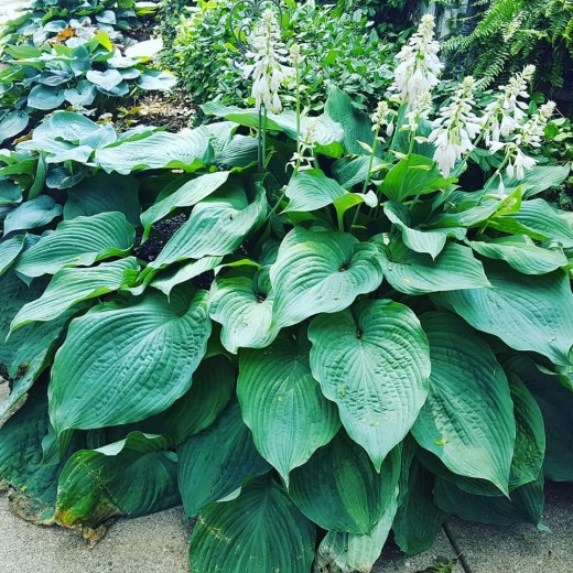 These Hostas come back year after year even after dividing 