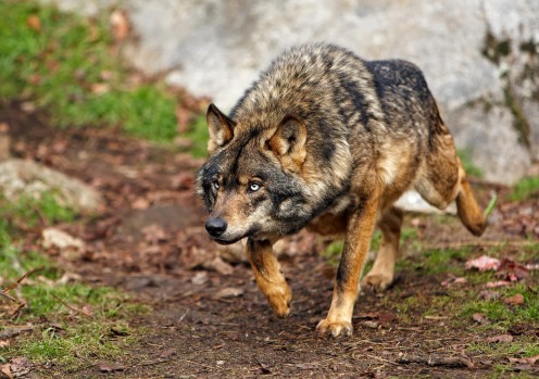 iberian lobo spain lobos peneda fauna canis selvatici lupo husky imponente lupus salvajes cane urogallo libert vagabondage signatus geocache