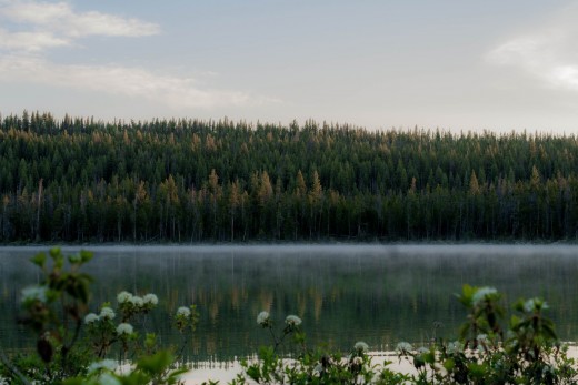 Beautiful landscape with trees and a river